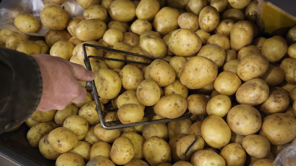 Potatis är en av de mest besprutade grödorna i europeisk livsmedelsproduktion. Arkivbild.