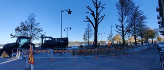 Strandvägen avspärrad för trädarbete – då kör folk på trottoaren 