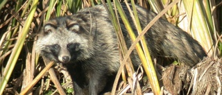 Bamsekatt kan vara mårdhund