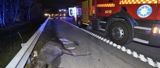 Älgolycka utanför Oxelösund – igen