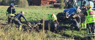 Här kämpar de för att rädda livet på hästen Corre