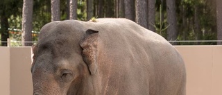 Här är Kolmårdens nya elefant