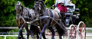 Fartfylld sportkörning med häst och vagn