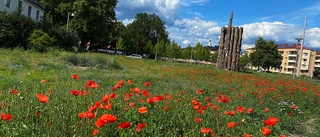 Här blir det fortsatt blommigt: "Måste skötas rätt"