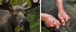 Stal skjuten älg från staten