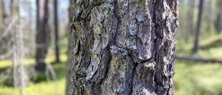 Helt bakvänt synsätt att skogen skulle utarmas