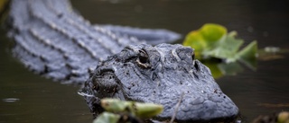 Alligator hade död kvinna i gapet