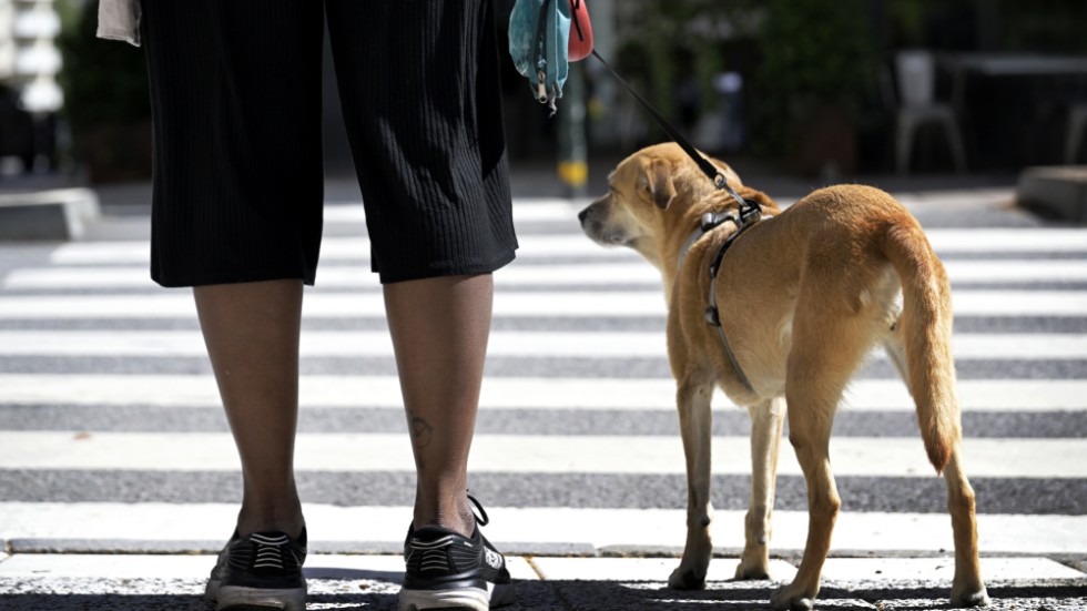 Förvaltningsrätten fastslår beslutet om striktare tillsyn för hundägaren vars hund tidigare bet ett barn. Hunden på bilden har inget med artikeln att göra. 