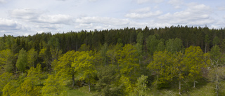 Låt fler människor äga skog   