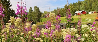 Läsarbilden: svensk sommar på bild