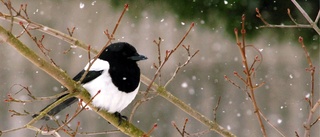 Naturens dynamik är förunderlig                    