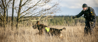 Flydde till skogs – jagas av polishundar