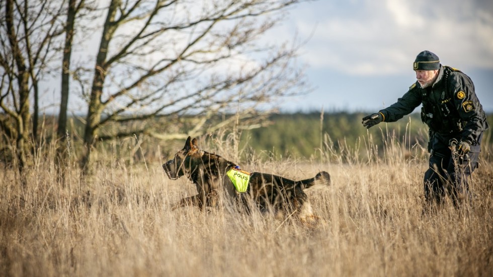 Hundföraren Niclas ger signal till polishunden Hjalle för spårsök.