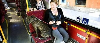 Hundtaxa på bussar ses över