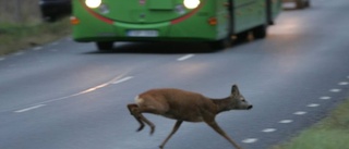 Olyckor med rådjur ökar drastiskt