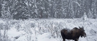 Bussförare i diket — väjde för älg