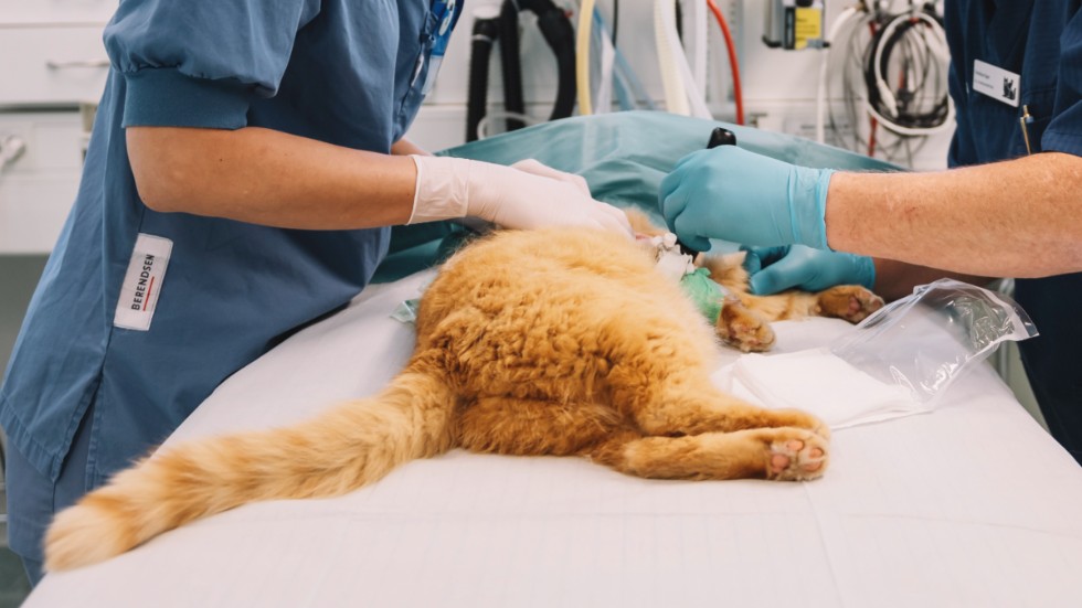 Personalbrist har gjort att många veterinärkliniker fått sluta med jouröppet, det hoppas Vetmigo recruitment AB råda bot på. De ska rekrytera, förmedla och hyra ut djurvårdspersonal från hela EU till kliniker i Sverige.