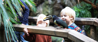 Ta med familjen under lovet – träffa Tropicariums nya tukan