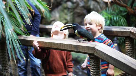 Ta med familjen under lovet – träffa Tropicariums nya tukan