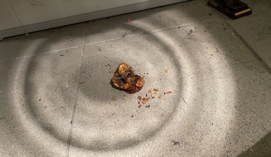 Bristfällig rengöring samt spår av skadedjur. Bilden är
tagna på lagret intill fruktkylen på Stora Coop i Gällivare.