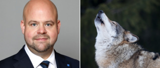 Regeringen vill stoppa varghybrider: "Olämpliga sällskapsdjur"