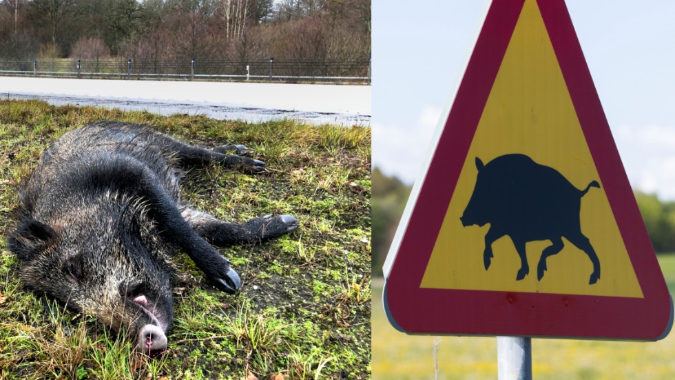 Efter att mystiskt döda vildsvin i Västmanland visat sig bära på smitta av den fruktade svinpesten, går nu även länsstyrelsen i Sörmland ut med uppmaningar.