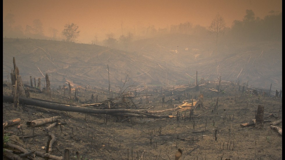 Jambiprovinsen, Sumatra, Indonesien. Tropisk regnskog har satts i brand. Skogsavverkning för att bereda plats för oljepalmer är ett av de största hoten mot Sumatras regnskogar.