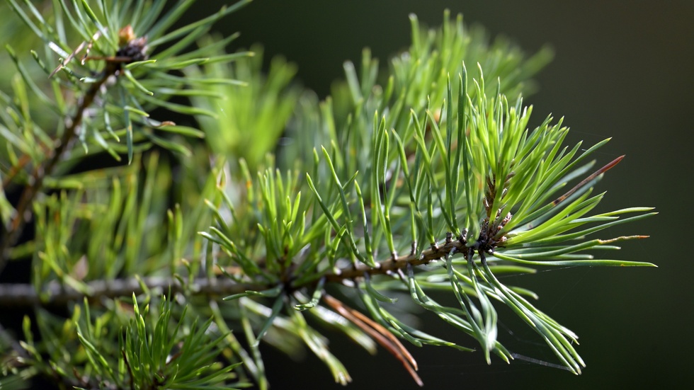 Hultsfreds kommun har fått ett nytt naturreservat, Försjöns kalkbarrskog. "Försjöns kalkbarrskog är unik i Kalmar län. Här trivs väldigt många ovanliga arter svampar som bildar mykorrhiza med tall och gran", skriver länsstyrelsen på sin hemsida. 