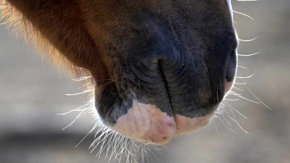 En häst dog och flera utsattes för lidande av en veterinär. Arkivbild.