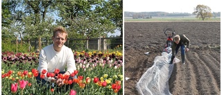 Så har det gått för unika tulpanodlingen i Motala: "Väldigt häftig när den blommar"