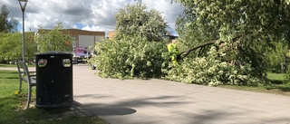 Större trädgren brakade ner på gångbana i Biskopsparken