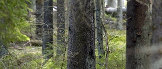 Skogen gör allra mest klimatnytta när den inte eldas