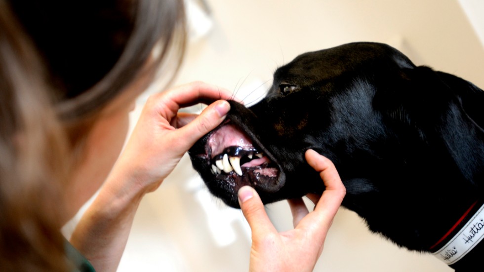 Djurägare skulle kunna jobba i en arbetsgrupp för att lösa bristen på veterinär i Hultsfreds kommun, tror insändarskribenten.