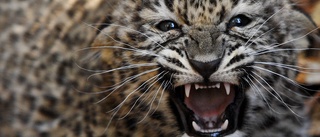 Leopard gick till attack mot polis i Iran