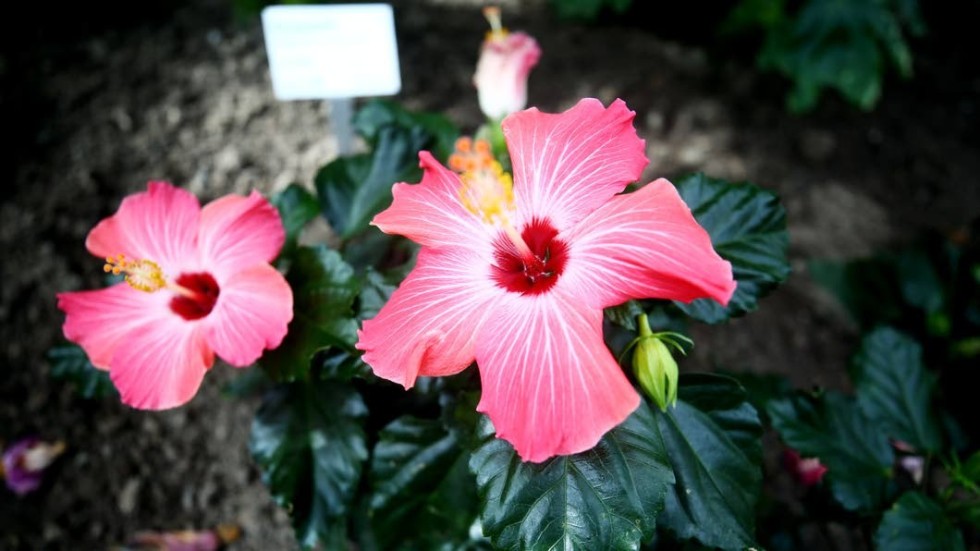 En fallande hibiskus blir slutet för förläggaren Stor-Lars i journalisten Peter Kadhammars humoristiska thriller "Maos hibiskus".