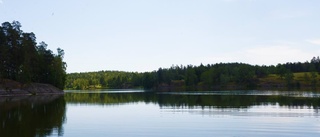 Algerna i full blom i Långsjön