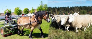 Vad får beta kommunens gräs?