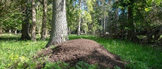 Här ska två nya naturreservat bildas