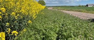 Nu ska bondens åkrar blomma