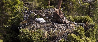 Rekordår för flygfärdiga örnungar