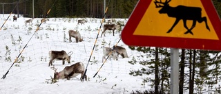 Risk för renpåkörningar