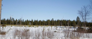 På väg att väcka liv i gamla Grängestomten