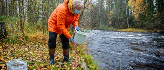 Kartlägger alla fiskarter med hjälp av vattenhinkar 