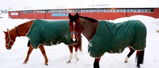 Ridflytt bekymrar hästelever