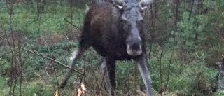 Aggressiva älgar på Renön