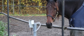 Segerhoppet tändes runt slutsvängen för Skellefteåamatören: "Hon svarade för ett topplopp igen"