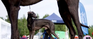 Dags för länets största hundevenemang