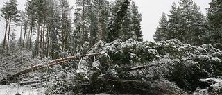 Drygt jobb röja i stormskogen