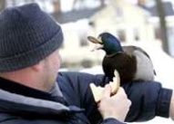 Svandammen söndag klockan 10.45