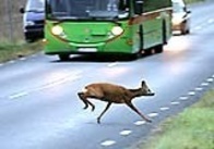 Många viltolyckor i Uppland i sommar